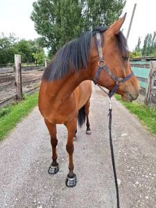 1 Paar Scootboots schwarz photo review