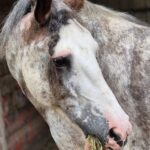 1 Paar Scootboots schwarz photo review