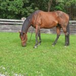 1 Paar Scootboots schwarz photo review