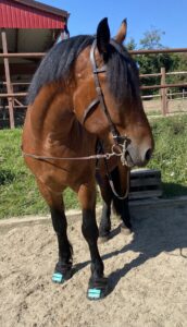 1 Paar Scootboots Zehenriemen bunt photo review