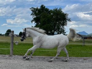 1 Paar Scootboots schwarz photo review